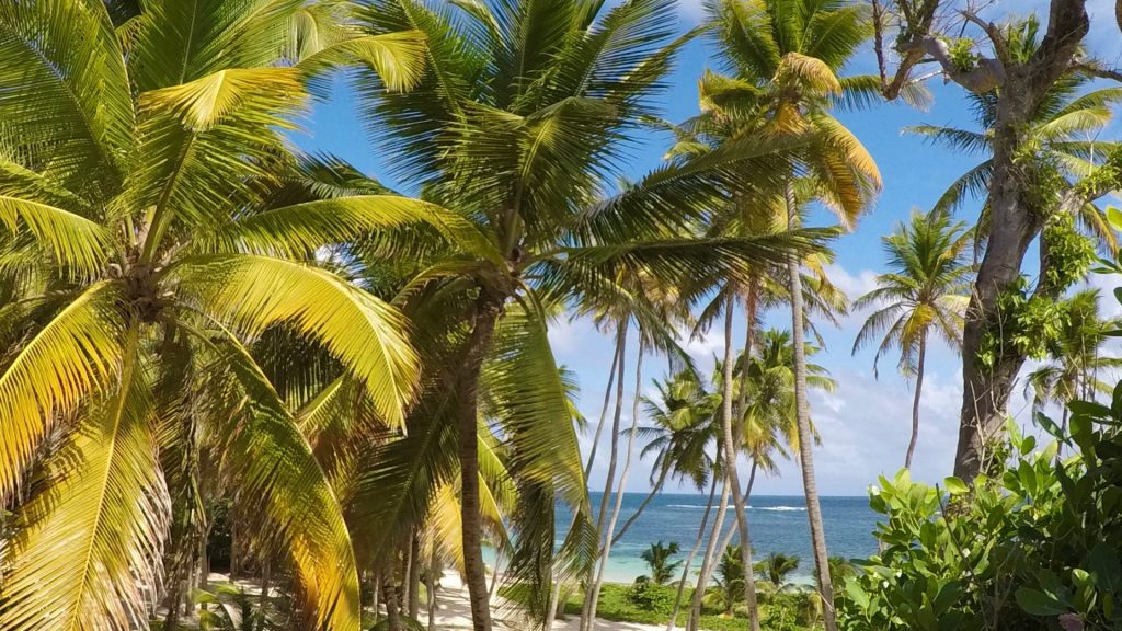 La martinique : un paradis à découvrir !